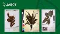 JABOT reaches 3 million records and 100 partner herbaria