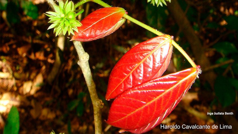 Inga bullata Rebio Tingua by Haroldo Lima.jpeg