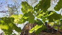 New plant species discovered in limestone area in Bahia