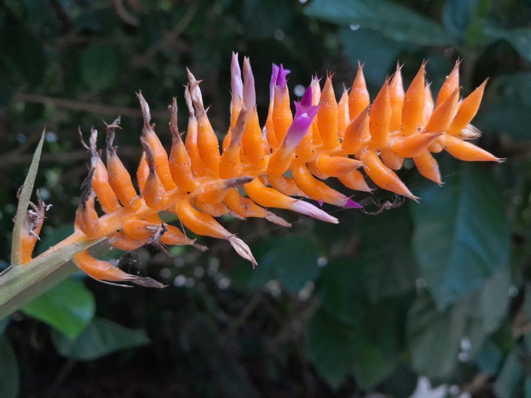 bromelia Wittmackia.jpeg