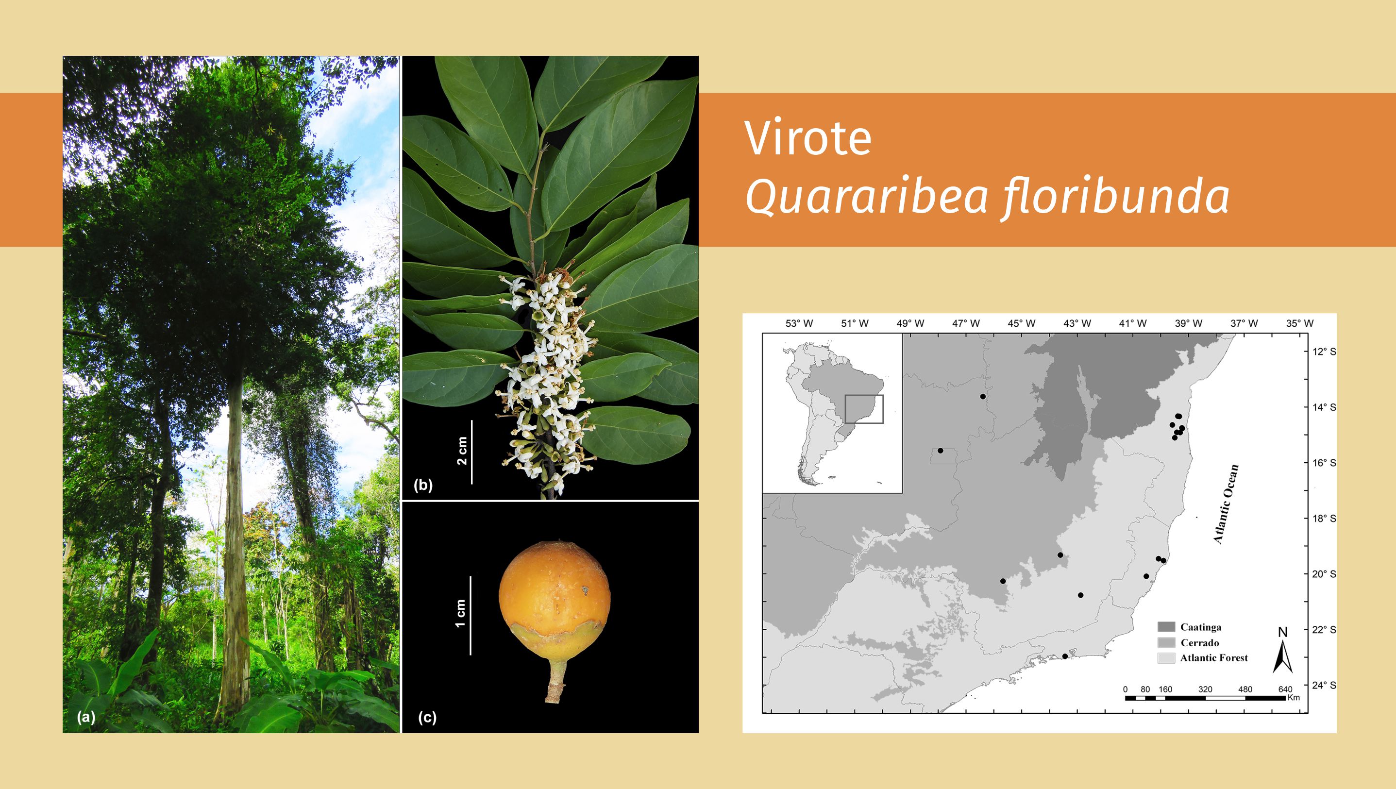 Researchers discover new details about a tree endemic to Brazil