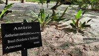 Restinga bed in Rio's Botanical Garden revitalized