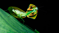 Rio Botanical Garden gains biological collection of praying mantis, a national reference in the study of the insect