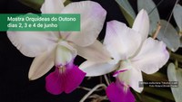 Rio de Janeiro Botanical Garden promotes the Autumn Orchid Show