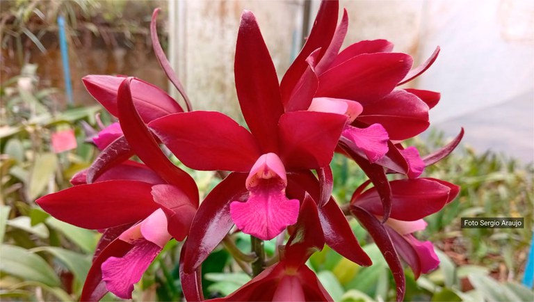 banner orquidea de verão.jpg