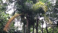 The family of palm trees in Rio's Botanical Garden is going to grow