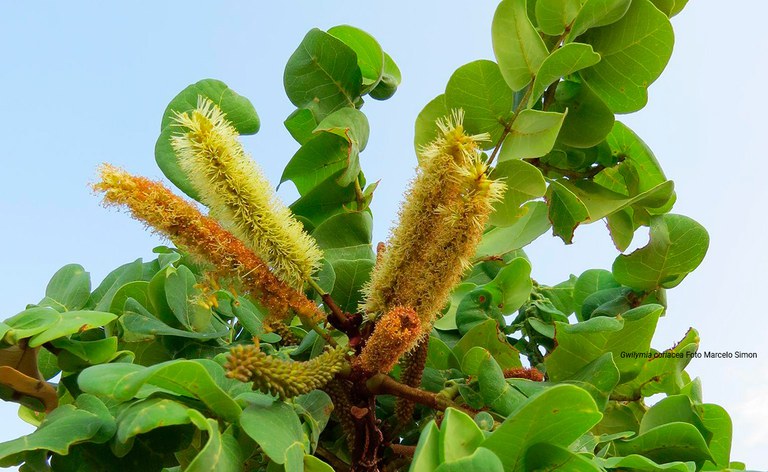 Gwilymia coriaceae_Marcelo Simon.jpg