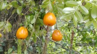 Two fruit tree species discovered in areas of Atlantic Forest in Rio de Janeiro State