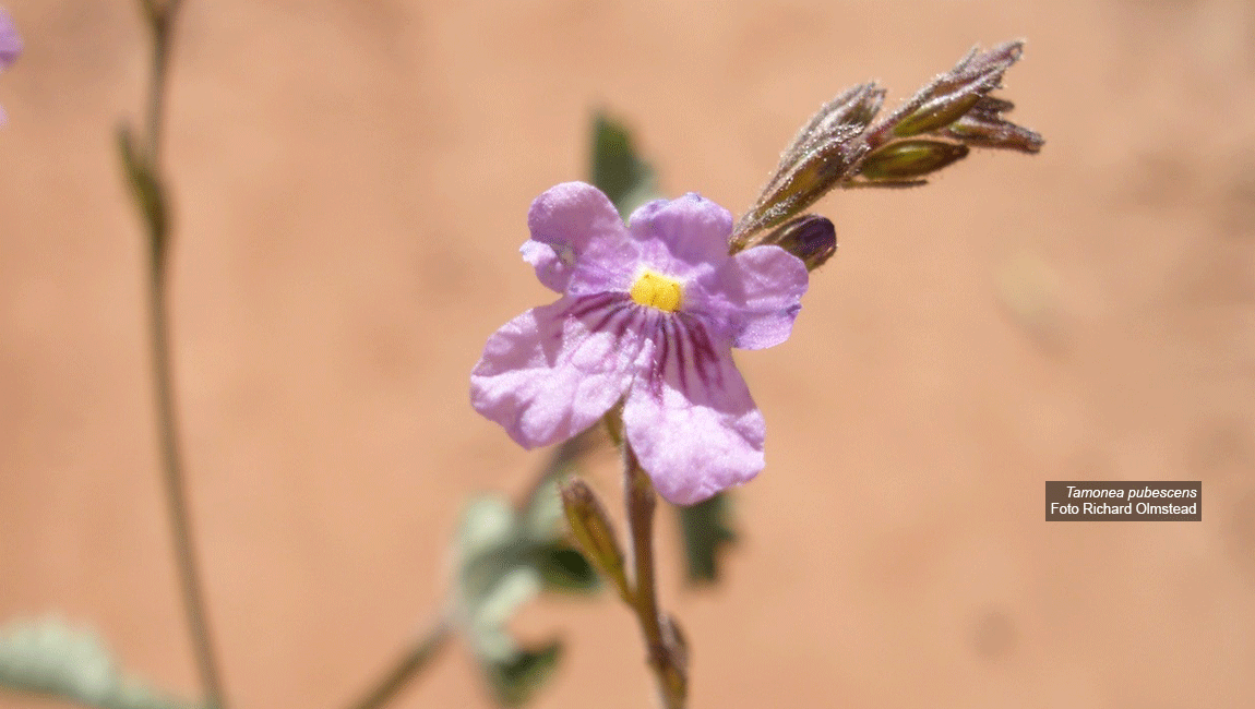 Pesquisadores revisam gênero da flora neotropical e descrevem duas espécies novas da Região Nordeste do Brasil
