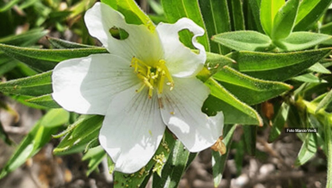 Do norte de Minas Gerais, uma nova espécie de Melastomataceae