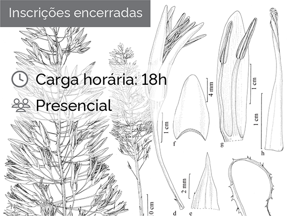 Ilustração Botânica - princípios e técnicas