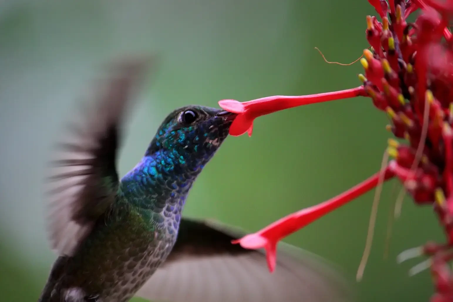 site_beijaflorpeitoazul