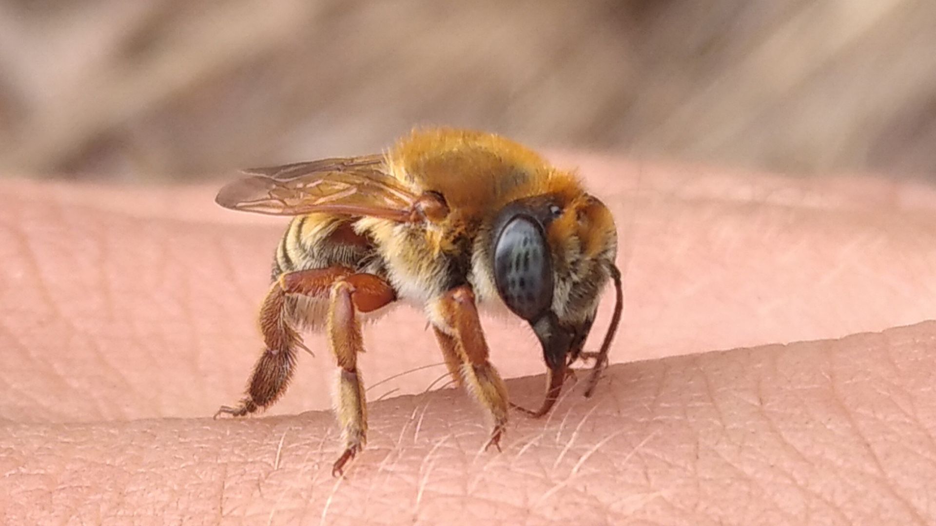 CAPA_SITE_ABELHA_ARTIGO_LUISA