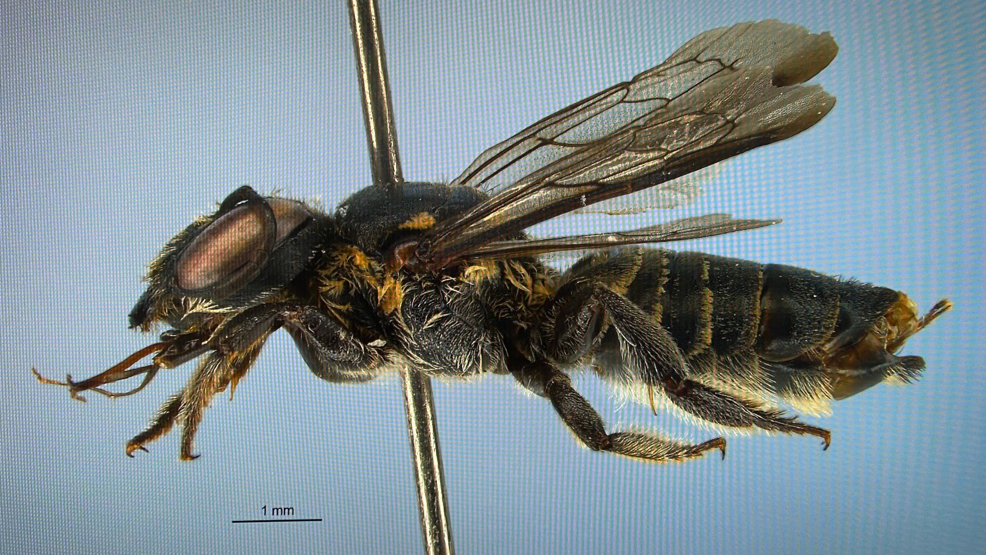 abelhavidadepesquisadorpantanal