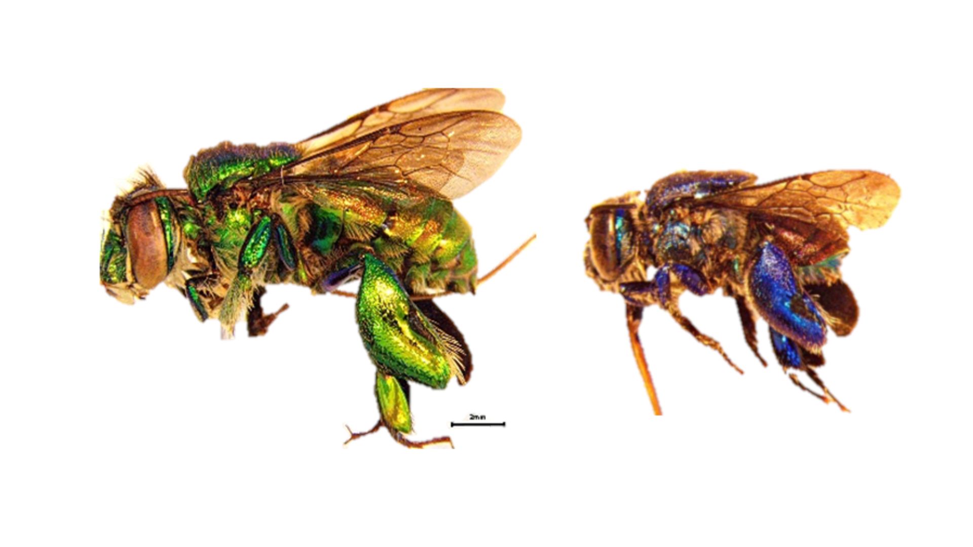 euglossini do lazaro