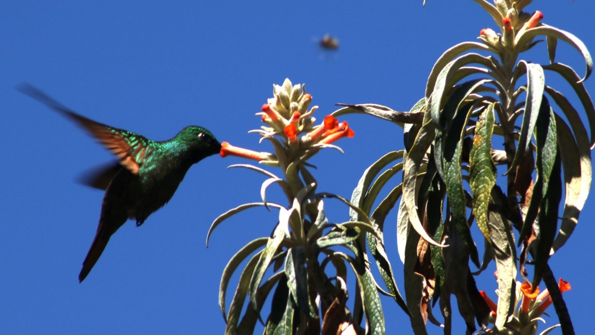 Beija-flor no campo de altitude