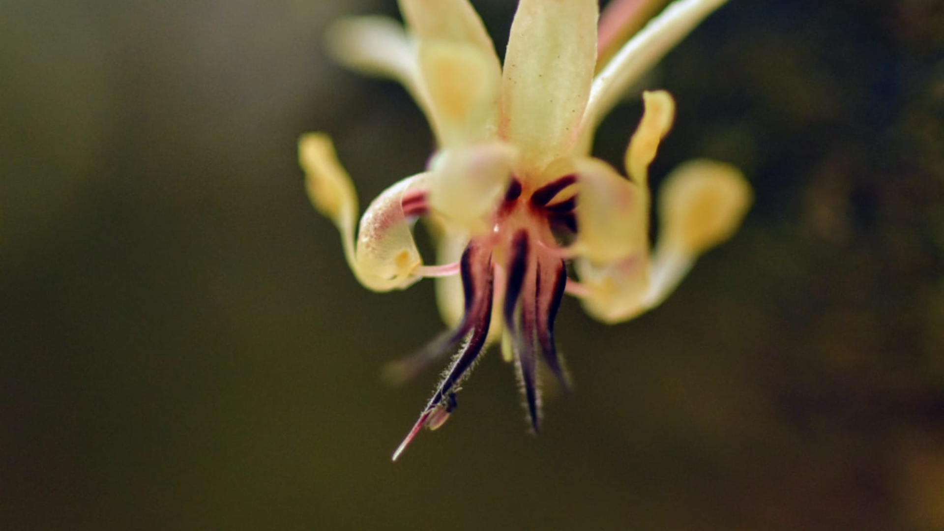 capa_site_flordecacau_projetopolinizacacau