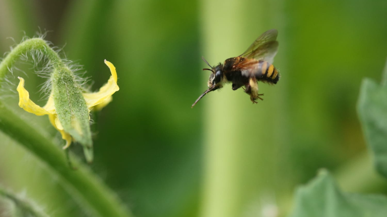 capa_site_Thygater analis em flor de tomate