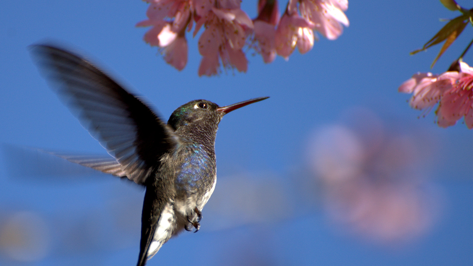 capa_site_beijaflorpeitoazul