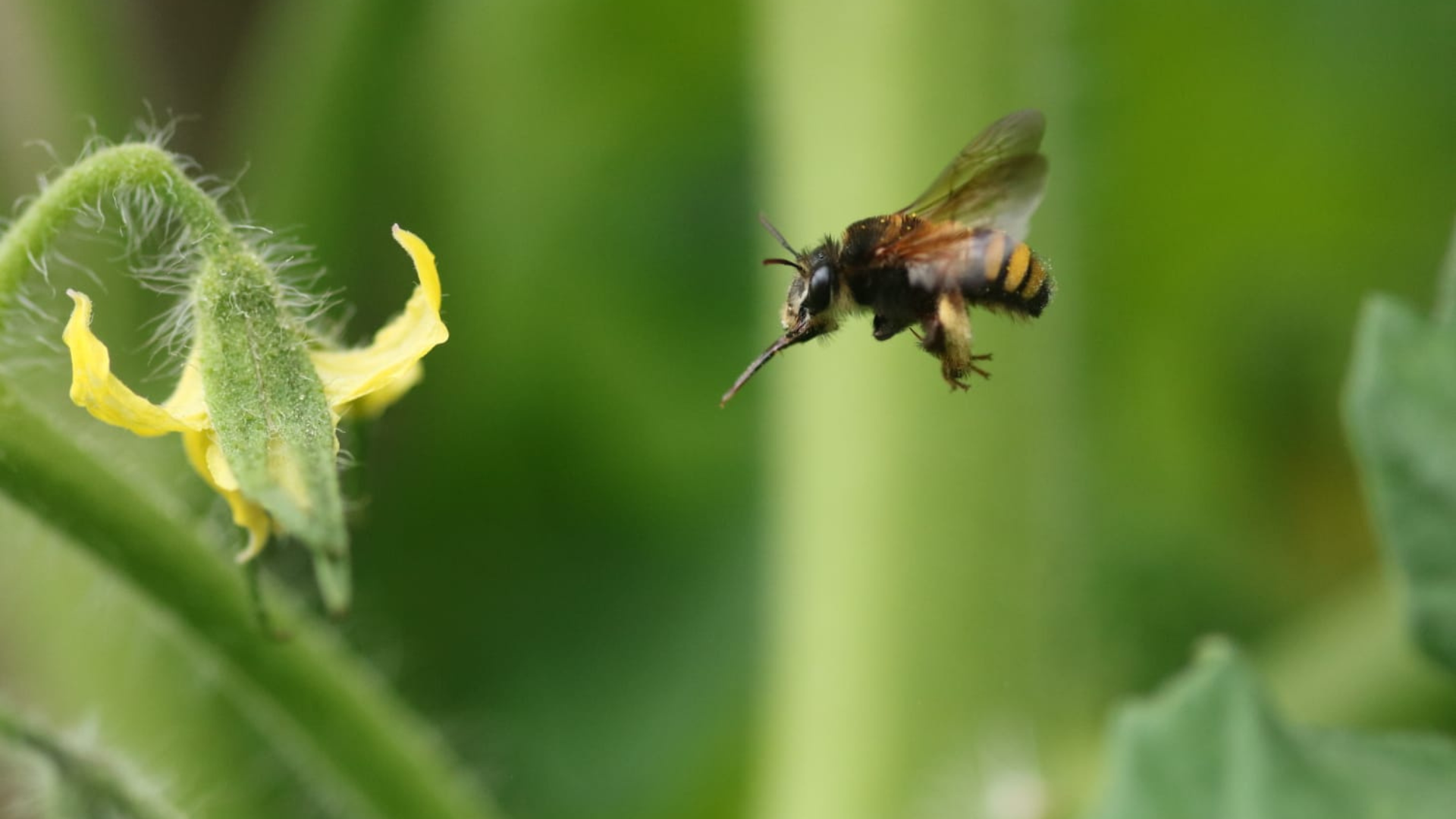 capa_site_Thygater analis em flor de tomate