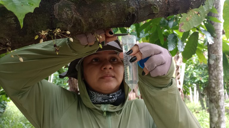 PolinizaCacau_TomeAcu_Equipe3