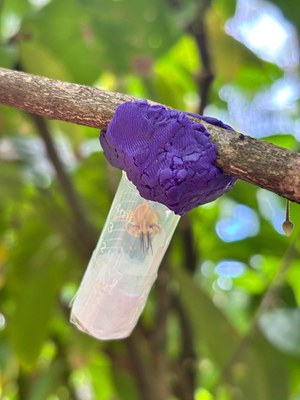 PolinizaCacau_TomeAcu_Pesquisa5