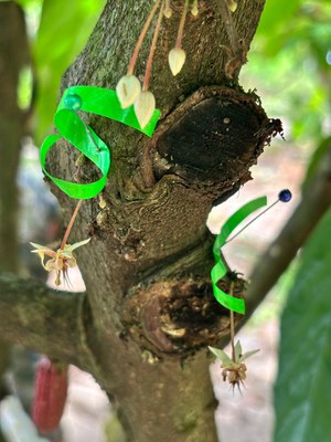 PolinizaCacau_TomeAcu_Pesquisa7