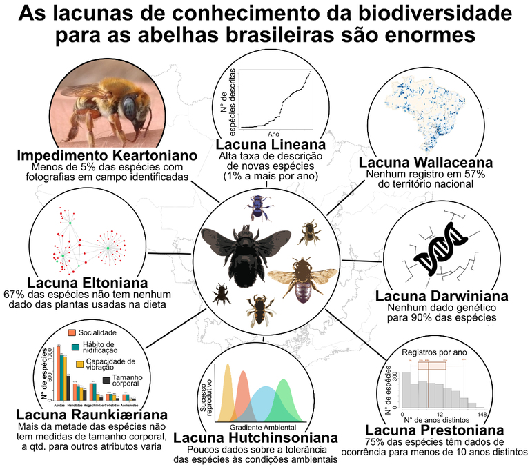 resumo grafico bee shortfalls3.png