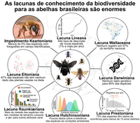 Artigo mapeia lacunas de conhecimento sobre polinizadores tropicais face às mudanças ambientais globais