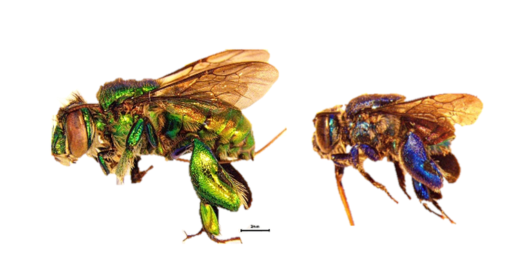 euglossini do lazaro pnj.png