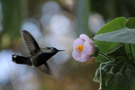 Callianthe sellowiana e sua polinização por morcegos e beija-flores ...