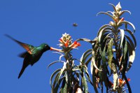 Coexistência de plantas polinizadas por beija-flores no Itatiaia
