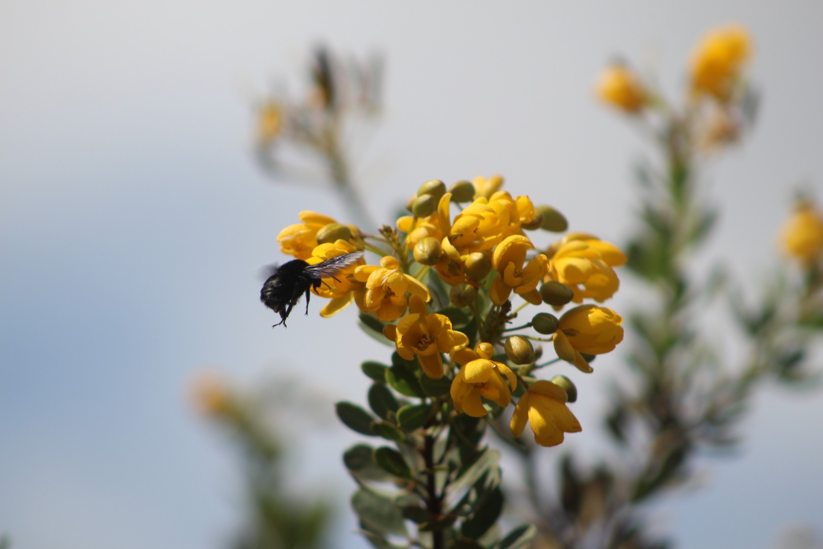 Estudo avalia desempenhos, masculino e feminino, e como ´podem contribuir para uma descrição mais precisa das interações de polinização.