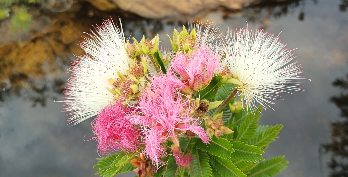 Pesquisa busca entender o sistema de polinização da planta Calliandra fasciculata