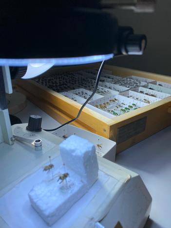 Identificação ED.png