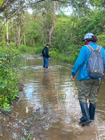 Pesquisa mapeia como as abelhas do Pantanal reagem às mudanças de temperatura e umidade