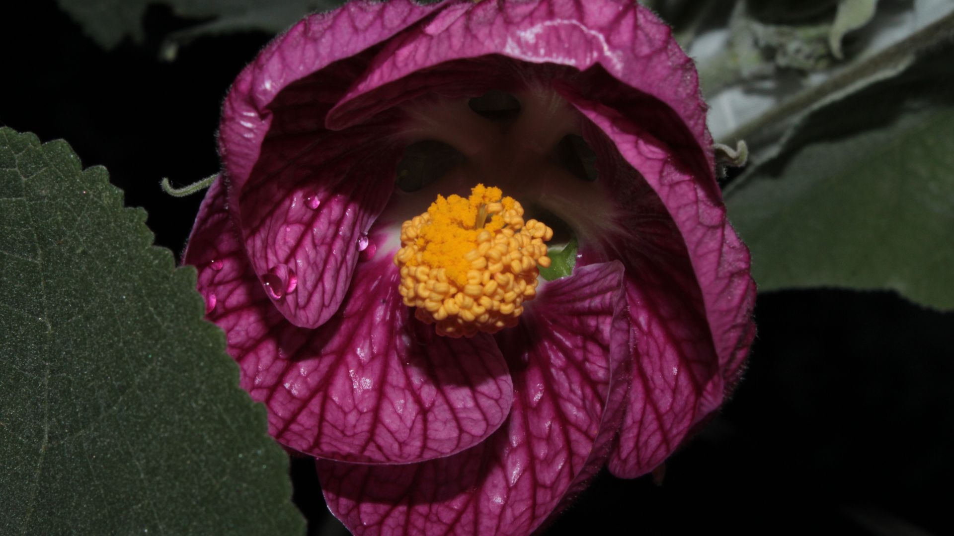 Callianthe sellowiana e sua polinização por morcegos e beija-flores
