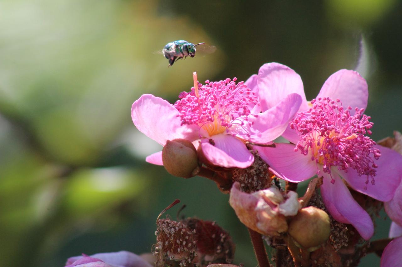 Artigo científico investiga a diversidade de abelhas em uma cidade tropical