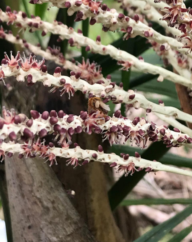 Potencial de abelhas nativas na polinização do açaí da Amazônia Central