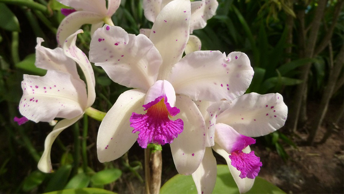 “Rainha das Orquídeas” ocupa o Jardim Botânico em exposição dedicada às Cattleyas e ao Dia das Mães