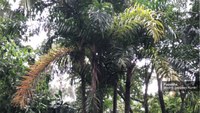 A família de palmeiras do Jardim Botânico do Rio vai aumentar