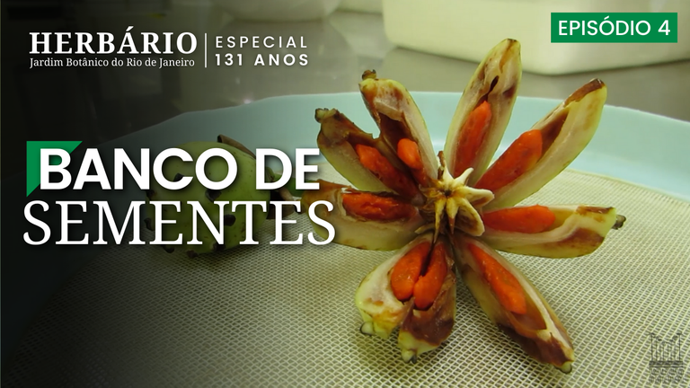 banco de sementes.png