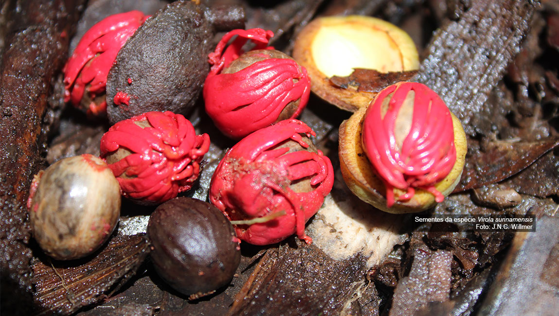 Ações do PAN Flora da Caatinga avançam com expedições e articulações institucionais