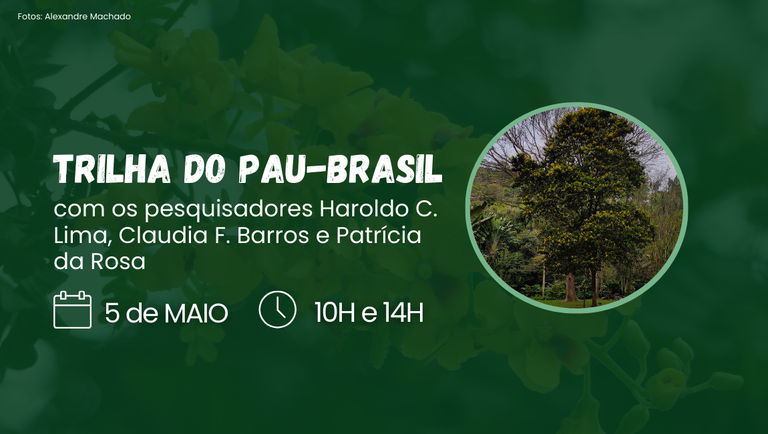 banner Pau-brasil 2025