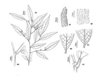 Artigo descreve nove novas espécies da família Piperaceae