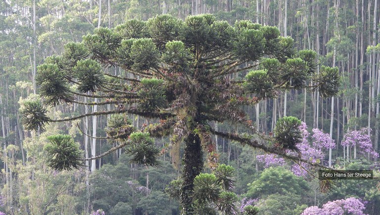 banner araucaria.jpg