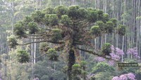 As árvores da Mata Atlântica estão severamente ameaçadas