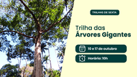 As árvores gigantes do Jardim Botânico do Rio em trilha guiada