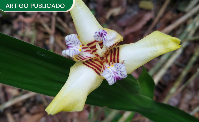 Banner Site (29).png