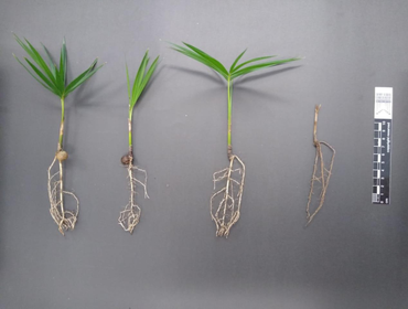 Laboratório de Sementes